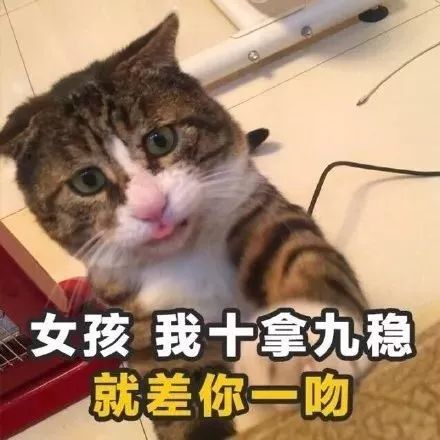 追女孩子的土味情话猫咪版表情包第1张